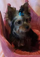 Peanut, a male Yorkshire Terrier for sale in Encino, CA – 2 of 10