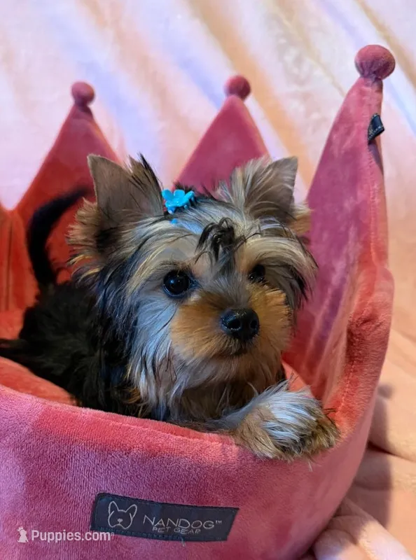 Kobe – Yorkshire Terrier puppy for sale in Encino, CA