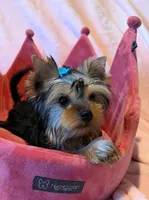 Peanut, a male Yorkshire Terrier for sale in Encino, CA – 1 of 10