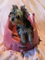 Scarlett, a female Yorkshire Terrier for sale in Encino, CA – 8 of 10