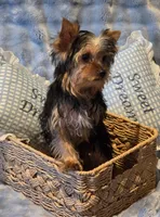 Kobe, a male Yorkshire Terrier for sale in Encino, CA – 9 of 10
