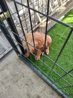 Orange(Pumpkin), a female Cane Corso for sale in Dayton, KY – 2 of 3