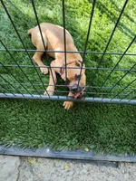 Fuchsia (Athena) -with full rights , a female Cane Corso for sale in Dayton, KY – 9 of 9