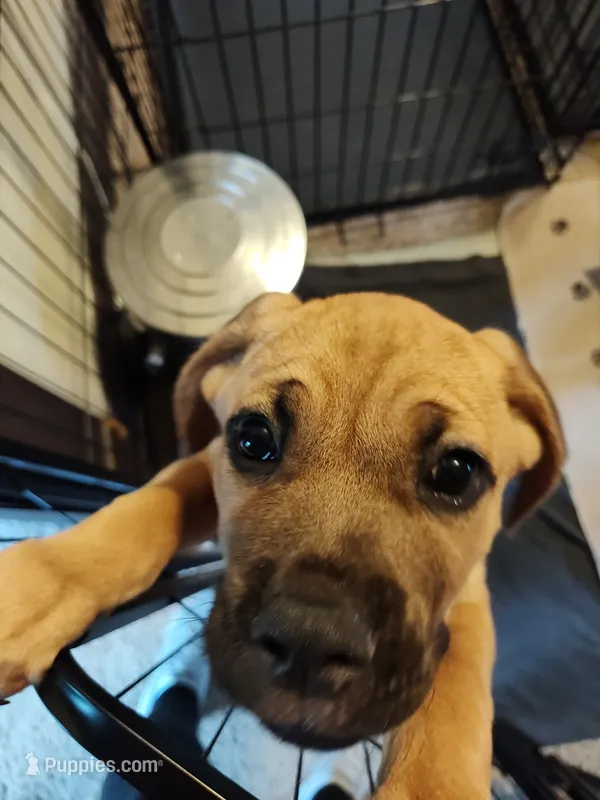 Sky Blue(Blueberry) – Cane Corso puppy for sale in Dayton, KY