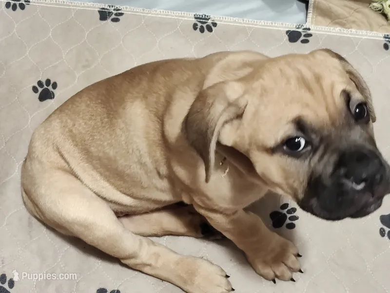 Yellow (Banana) – Cane Corso puppy for sale in Dayton, KY