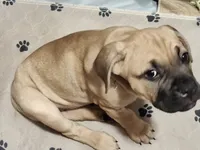 Yellow (Banana), a female Cane Corso for sale in Dayton, KY – 1 of 4