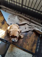 Green(Pugsley), a male Cane Corso for sale in Dayton, KY – 5 of 5