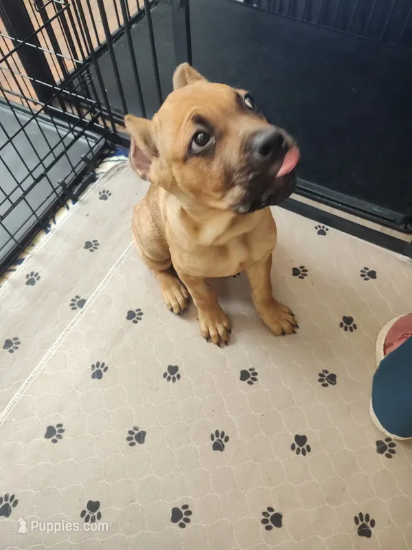 Fuchsia (Athena) – Cane Corso puppy for sale in Dayton, KY