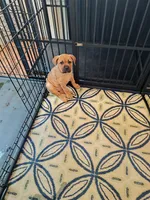Pink (Strawberry), a female Cane Corso for sale in Dayton, KY – 2 of 4