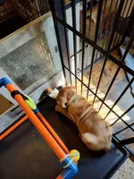 Green(Pugsley), a male Cane Corso for sale in Dayton, KY – 3 of 5