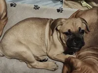 Yellow (Banana), a female Cane Corso for sale in Dayton, KY – 2 of 4