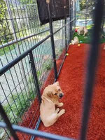 Brown(Coconut), a male Cane Corso for sale in Dayton, KY – 6 of 6