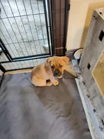 Pink (Strawberry), a female Cane Corso for sale in Dayton, KY – 3 of 4