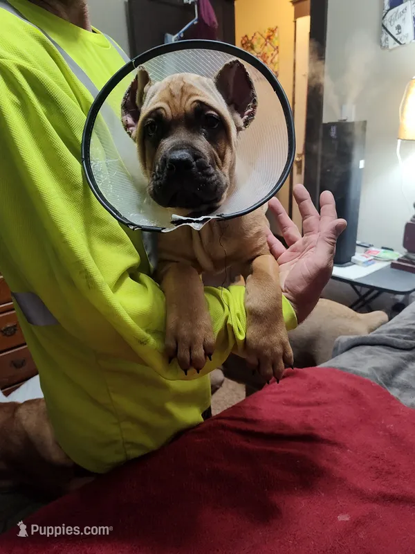 Fuchsia (Athena) – Cane Corso puppy for sale in Dayton, KY