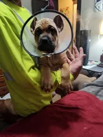 Fuchsia (Athena), a female Cane Corso for sale in Dayton, KY – 2 of 4