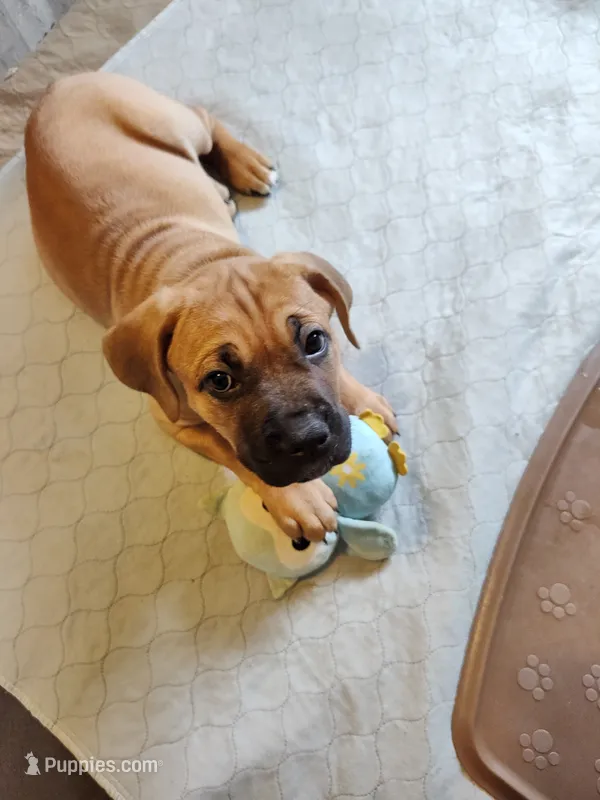 Teal (Kiwi) – Cane Corso puppy for sale in Dayton, KY