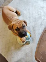 Teal (Kiwi), a female Cane Corso for sale in Dayton, KY – 1 of 4
