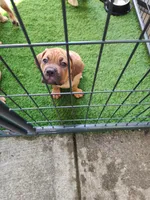 Orange(Pumpkin), a female Cane Corso for sale in Dayton, KY – 1 of 3