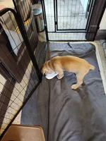 Brown(Coconut), a male Cane Corso for sale in Dayton, KY – 3 of 4