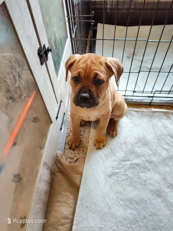 Pink (Strawberry) – Cane Corso puppy for sale in Dayton, KY