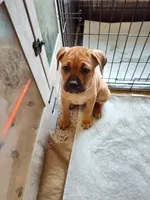 Pink (Strawberry), a female Cane Corso for sale in Dayton, KY – 1 of 4