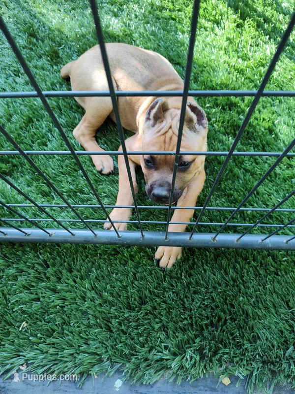 Fuchsia (Athena) -with full rights  – Cane Corso puppy for sale in Dayton, KY