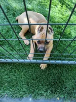 Fuchsia (Athena) -with full rights , a female Cane Corso for sale in Dayton, KY – 1 of 9