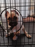 Fuchsia (Athena), a female Cane Corso for sale in Dayton, KY – 3 of 4