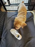 Brown(Coconut), a male Cane Corso for sale in Dayton, KY – 2 of 4
