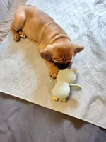 Teal (Kiwi), a female Cane Corso for sale in Dayton, KY – 4 of 4