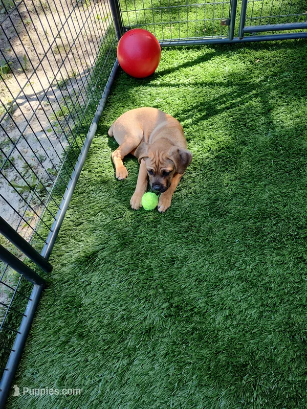 Sky Blue(Blueberry) – Cane Corso puppy for sale in Dayton, KY