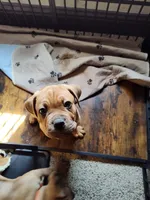 Green(Pugsley), a male Cane Corso for sale in Dayton, KY – 4 of 5
