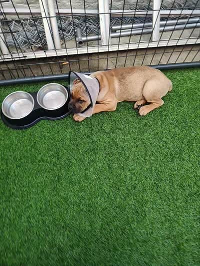 Fuchsia (Athena), a female Cane Corso for sale in Dayton, KY – 3 of 5