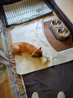 Teal (Kiwi), a female Cane Corso for sale in Dayton, KY – 2 of 4