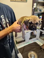 Yellow (Banana), a female Cane Corso for sale in Dayton, KY – 3 of 4