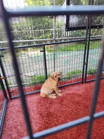 Brown(Coconut), a male Cane Corso for sale in Dayton, KY – 1 of 6