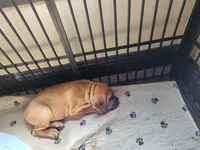 Green(Pugsley), a male Cane Corso for sale in Dayton, KY – 2 of 5