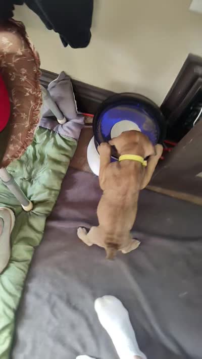 Yellow (Banana), a female Cane Corso for sale in Dayton, KY – 4 of 4
