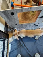 Sky Blue(Blueberry), a male Cane Corso for sale in Dayton, KY – 4 of 4