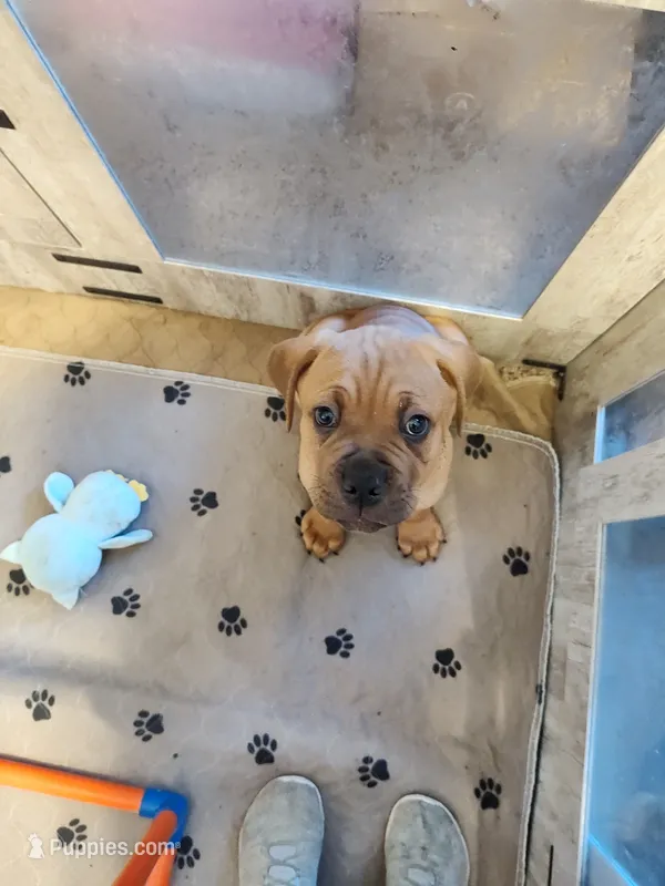 Green(Pugsley), a male Cane Corso for sale in Dayton, KY – 1 of 5