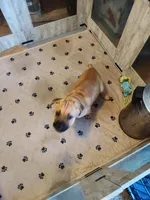 Sky Blue(Blueberry), a male Cane Corso for sale in Dayton, KY – 1 of 4