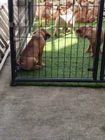 Orange(Pumpkin), a female Cane Corso for sale in Dayton, KY – 3 of 3