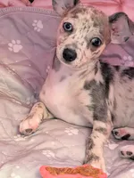 Liora, a female Chihuahua for sale in Orlando, FL – Photo 10 of 10