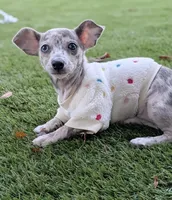 Liora, a female Chihuahua for sale in Orlando, FL – Photo 3 of 10