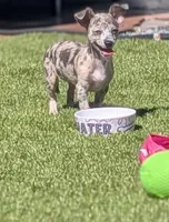 Liora, a female Chihuahua for sale in Orlando, FL – Photo 7 of 10