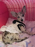 Liora, a female Chihuahua for sale in Orlando, FL – Photo 5 of 10