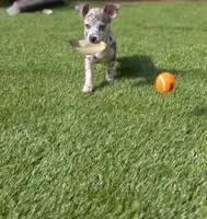 Liora, a female Chihuahua for sale in Orlando, FL – Photo 6 of 10