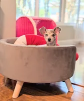 Liora, a female Chihuahua for sale in Orlando, FL – Photo 9 of 10