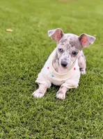 Liora, a female Chihuahua for sale in Orlando, FL – Photo 8 of 10