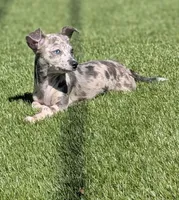 Liora, a female Chihuahua for sale in Orlando, FL – Photo 2 of 10